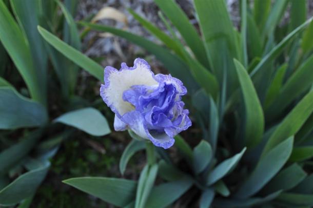 Iris About To Open
