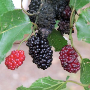 Blackberries, Some Ripe