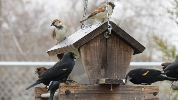 Above: Blackbirds, Brown Headed Cowbird, and Sparrows at The Demonstration Garden Feeder