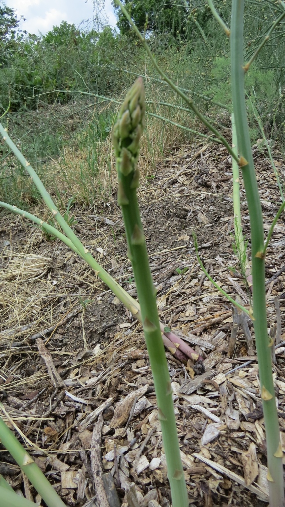 Close up of Asparagus Shoots