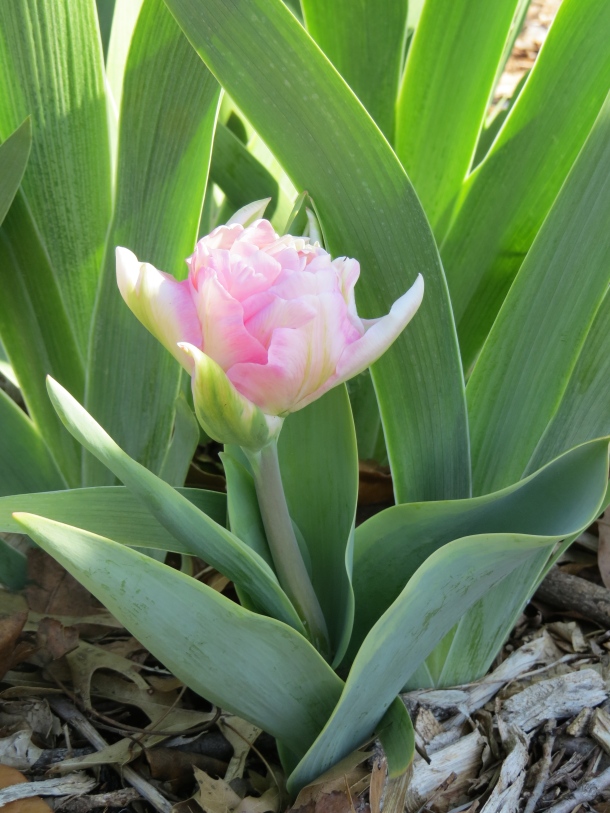 'Annelinde' peony-type tulip