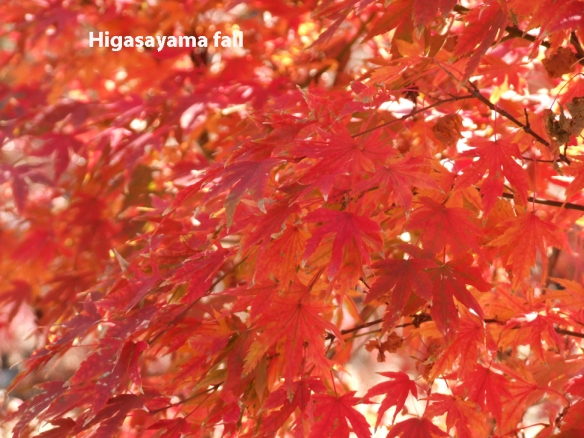 Master Gardeners: Growing Japanese Maple Trees