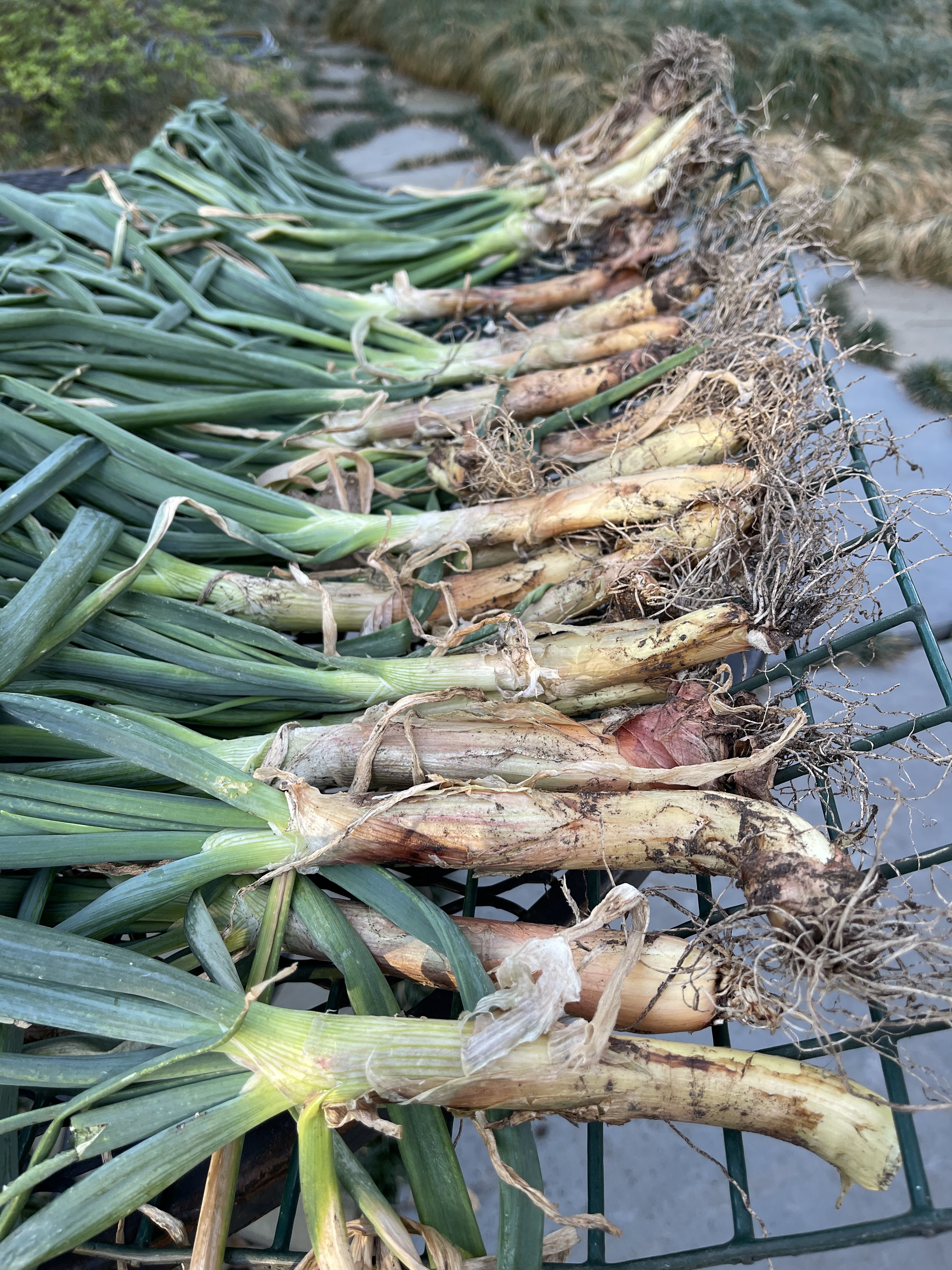 When and How to Harvest Shallots