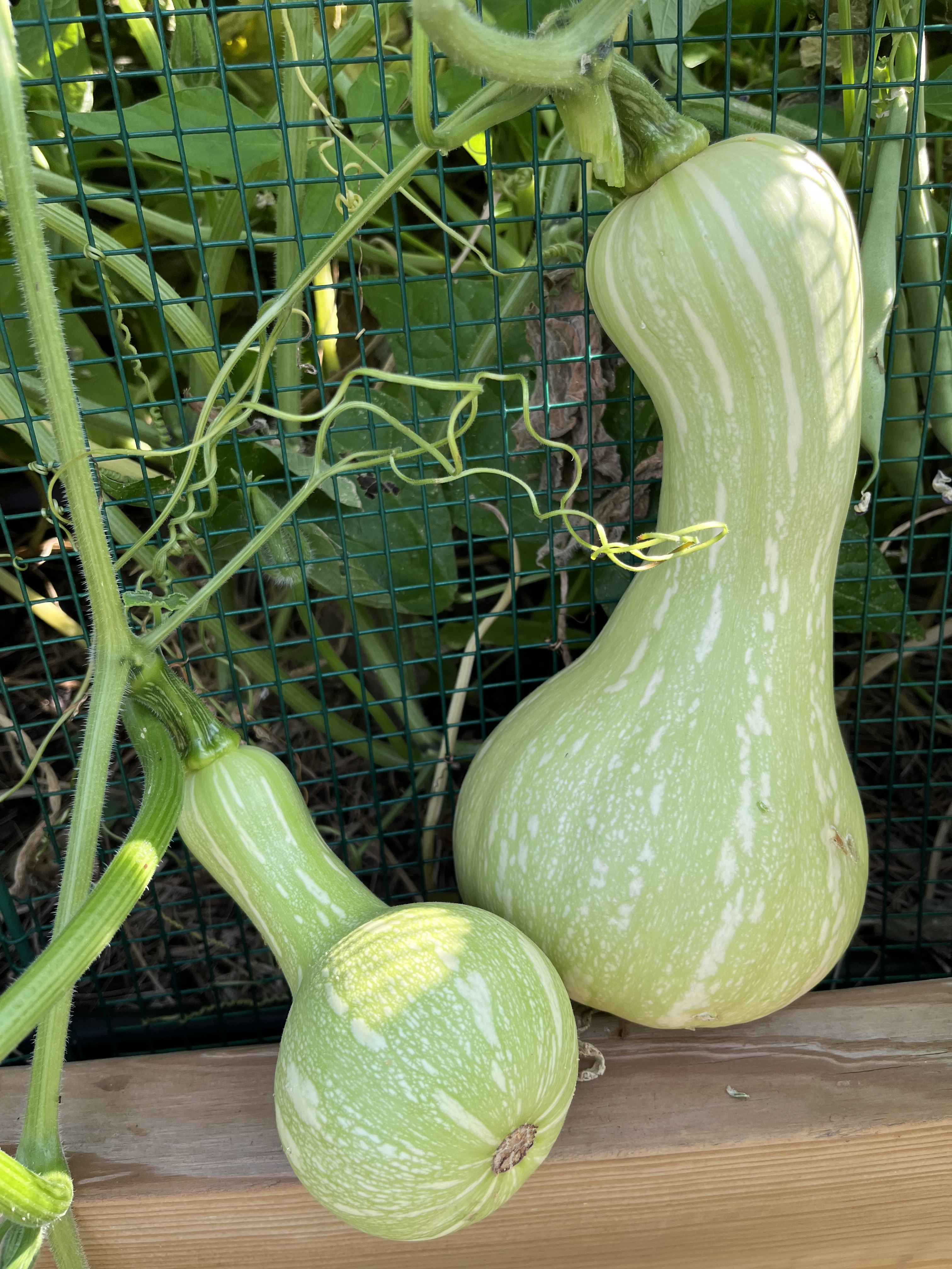 Searching for a Borer Resistant Squash